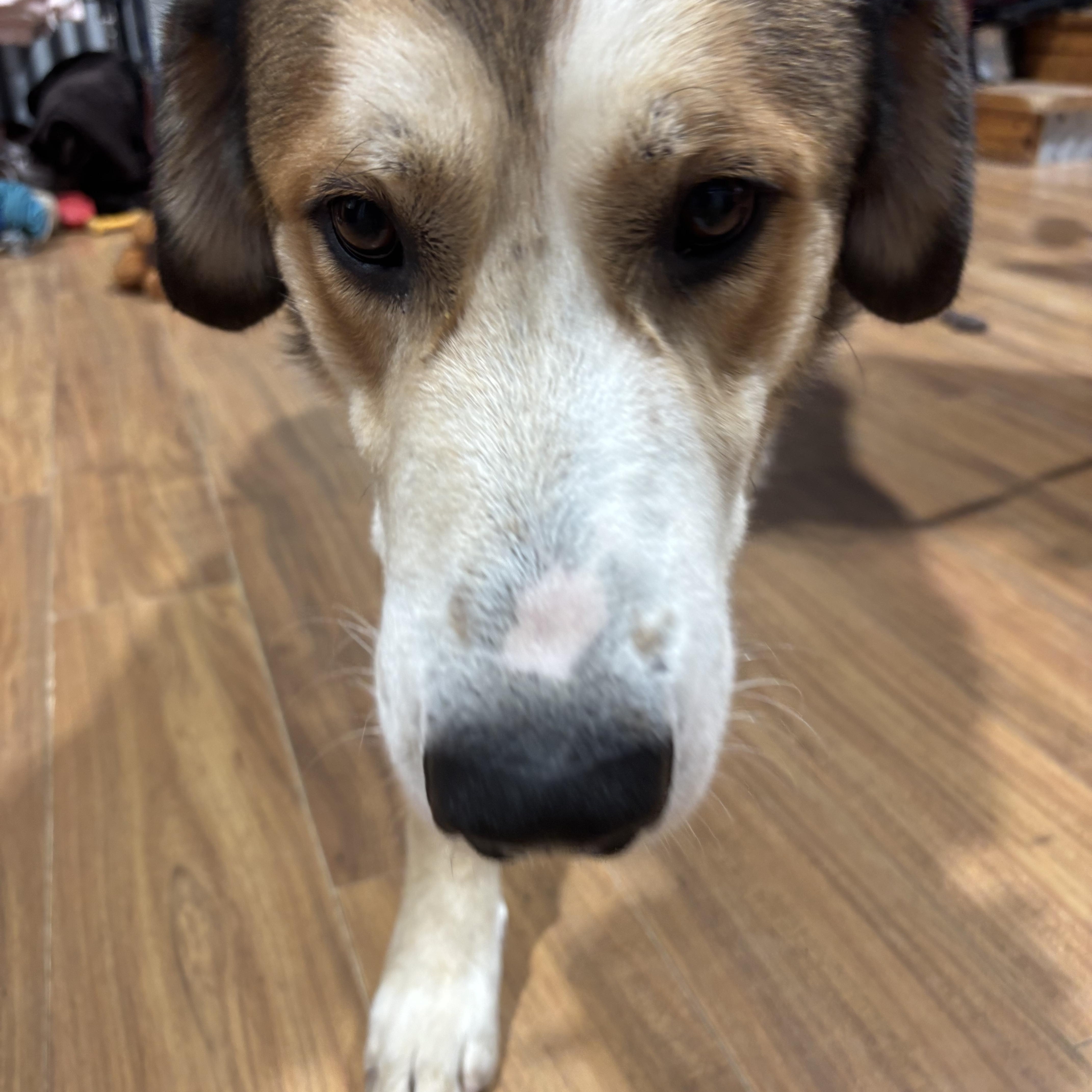 Enlarge Abel, an adopted mixed breed in Coldspring, TX image 1/4