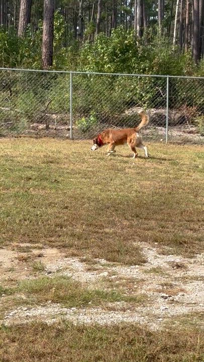 Enlarge Abel, an adopted mixed breed in Coldspring, TX video 3/4