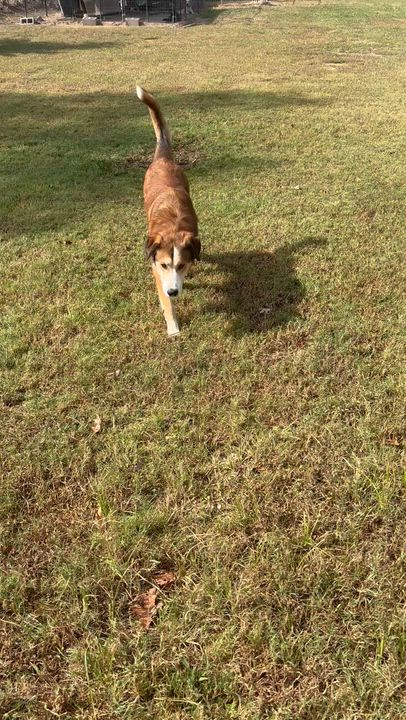 Enlarge Abel, an adopted mixed breed in Coldspring, TX video 4/4