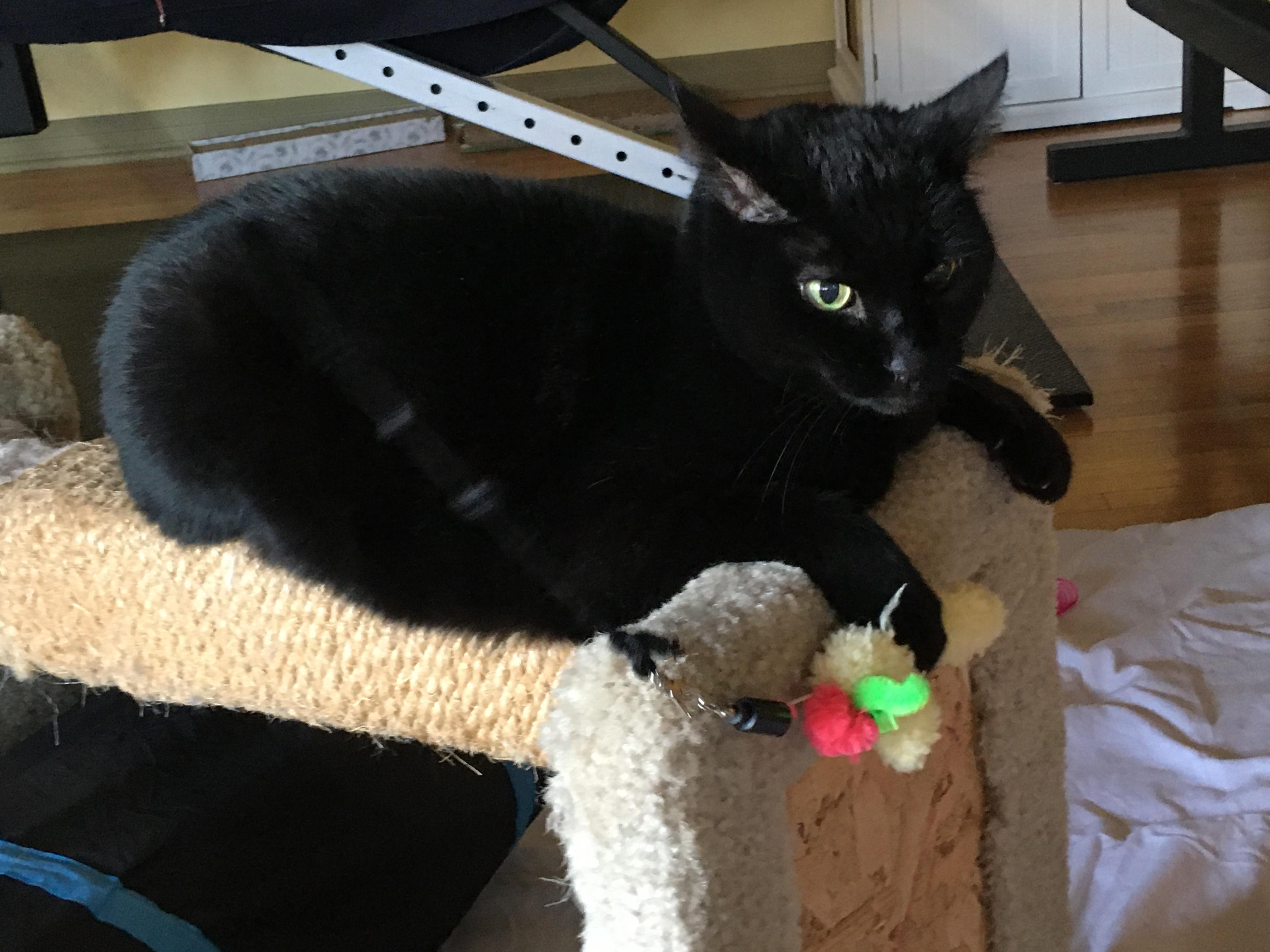 Enlarge Mink, an adopted Domestic Short Hair in Tulsa, OK image 4/6