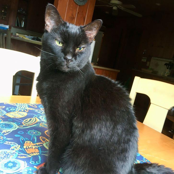 Enlarge Mink, a Adoptable Domestic Short Hair in Tulsa, OK image 2/5