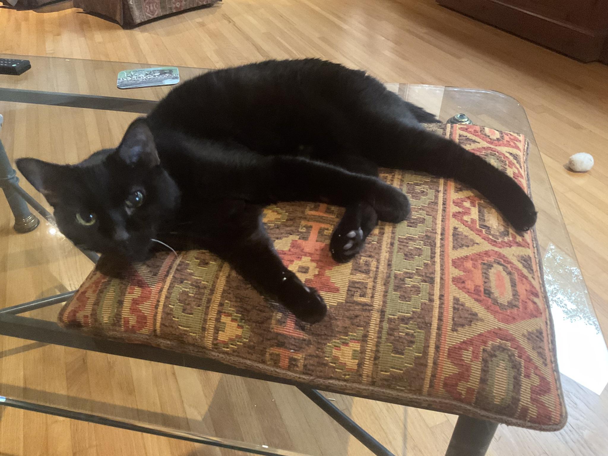 Enlarge Mink, an adopted Domestic Short Hair in Tulsa, OK image 2/6