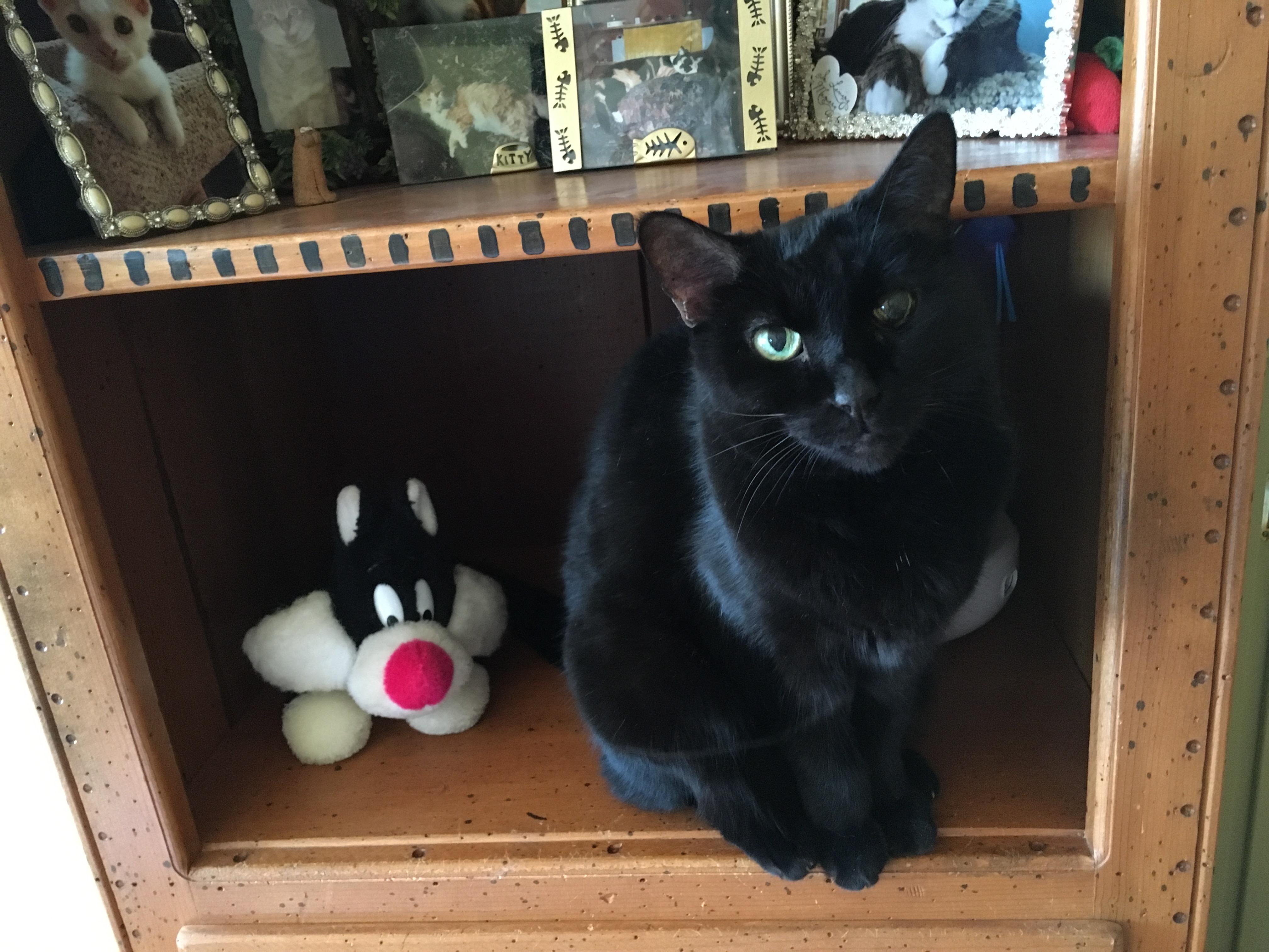 Mink, Adoptable, Senior Female Domestic Short Hair.