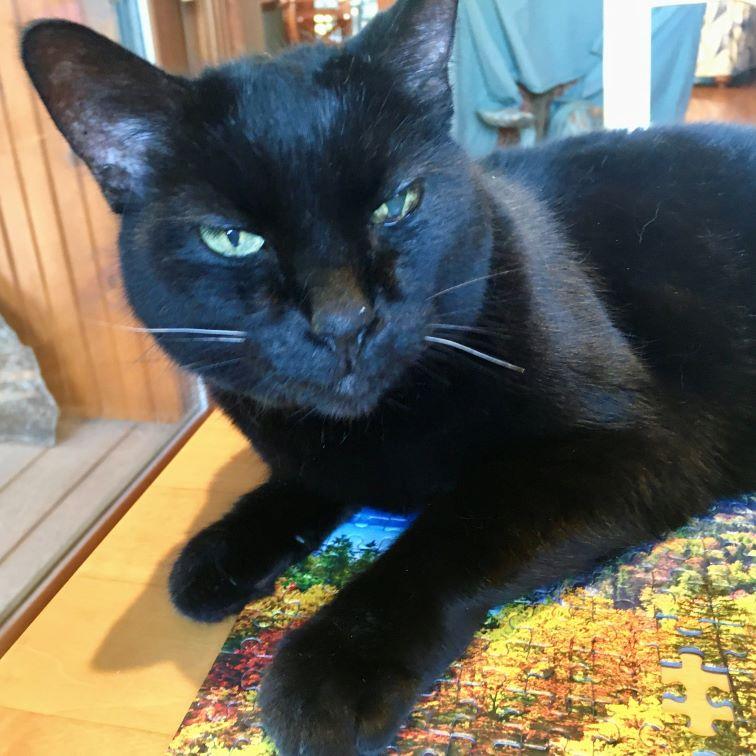 Enlarge Mink, a Adoptable Domestic Short Hair in Tulsa, OK image 4/5