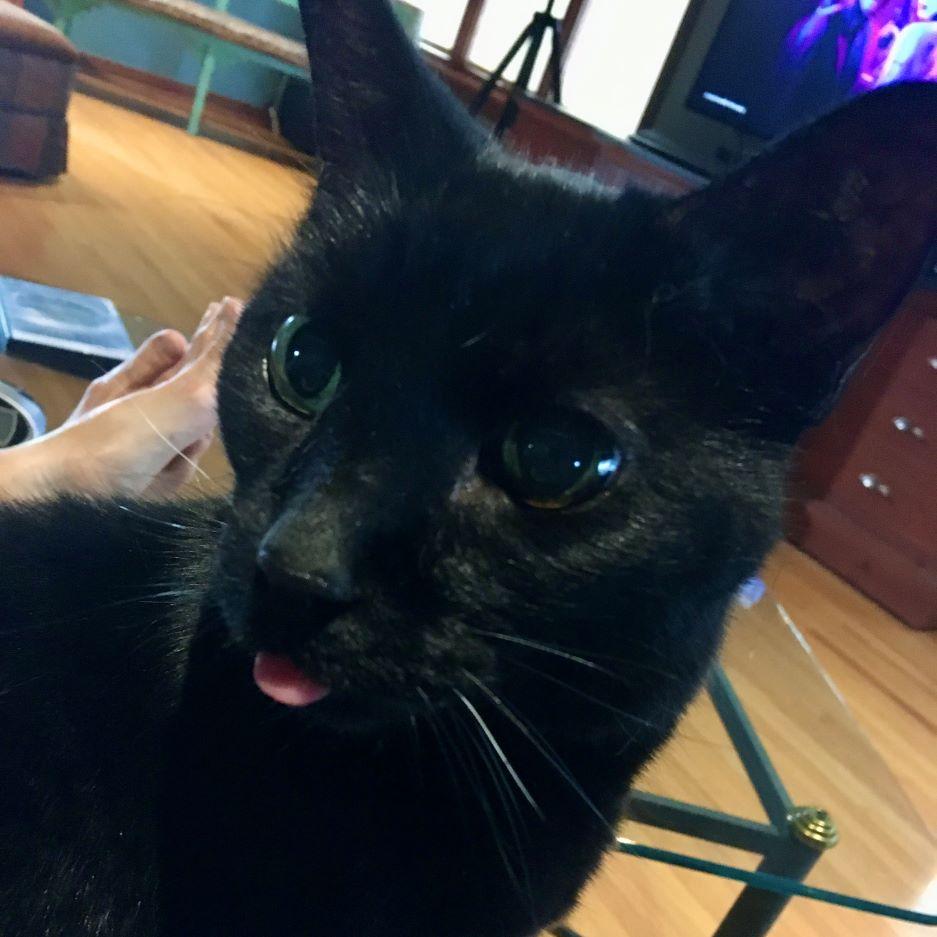 Enlarge Mink, a Adoptable Domestic Short Hair in Tulsa, OK image 5/5