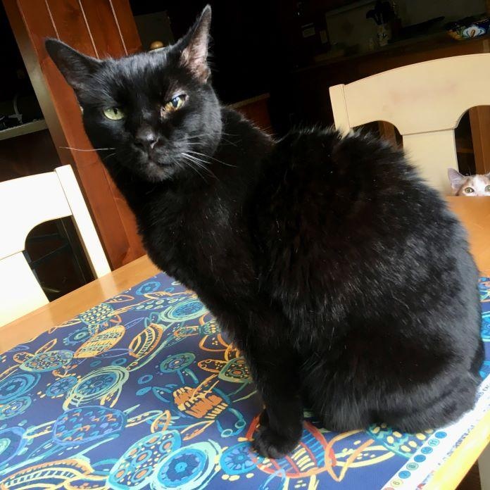 Mink, Adoptable, Senior Female Domestic Short Hair.