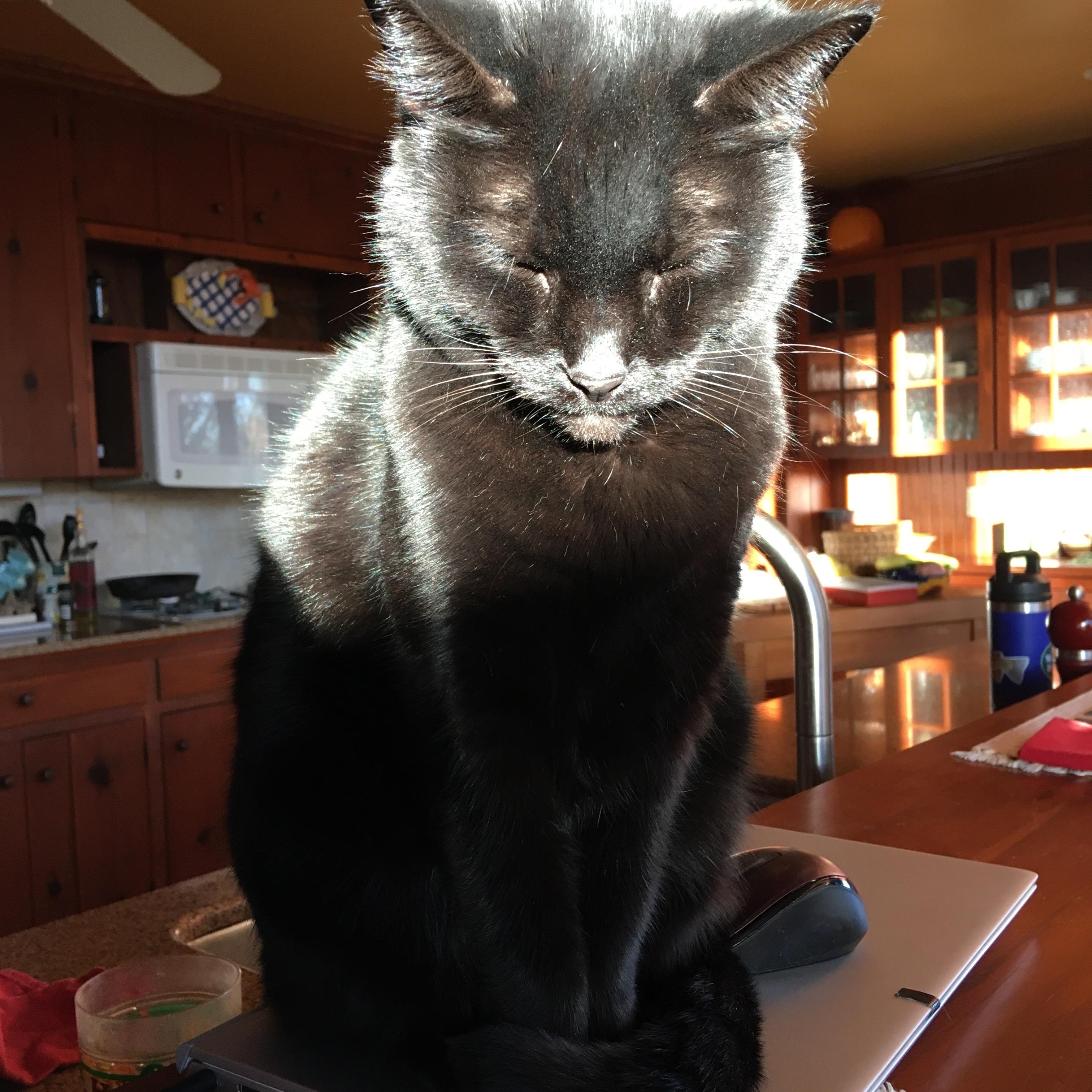 Enlarge Mink, an adopted Domestic Short Hair in Tulsa, OK image 3/6