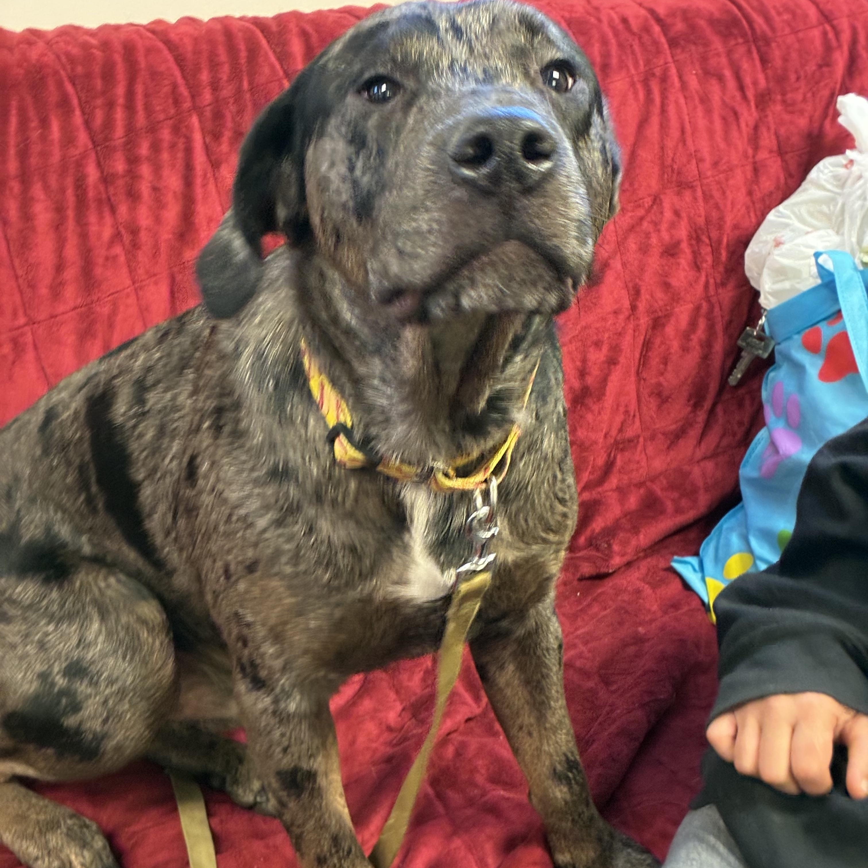 Enlarge Hercules, a Adoptable mixed breed in Indiana, PA image 1/1