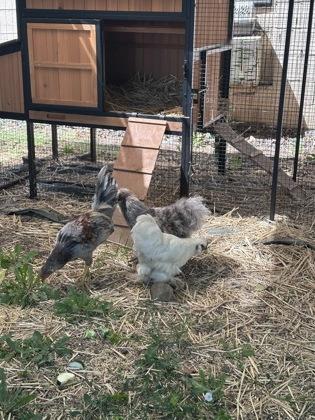 Chestnut, Adoptable, Young Male Chicken.