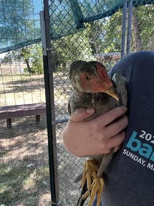 Enlarge Chestnut, a Adoptable Chicken in Eugene, OR image 2/2