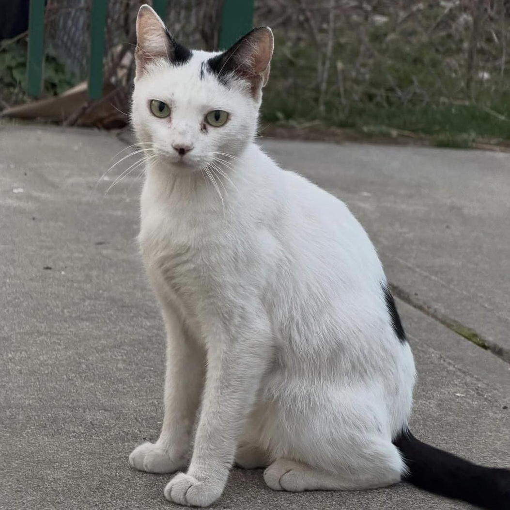Enlarge Snowbelle, a Adoptable Tuxedo in Bayonne, NJ image 2/3