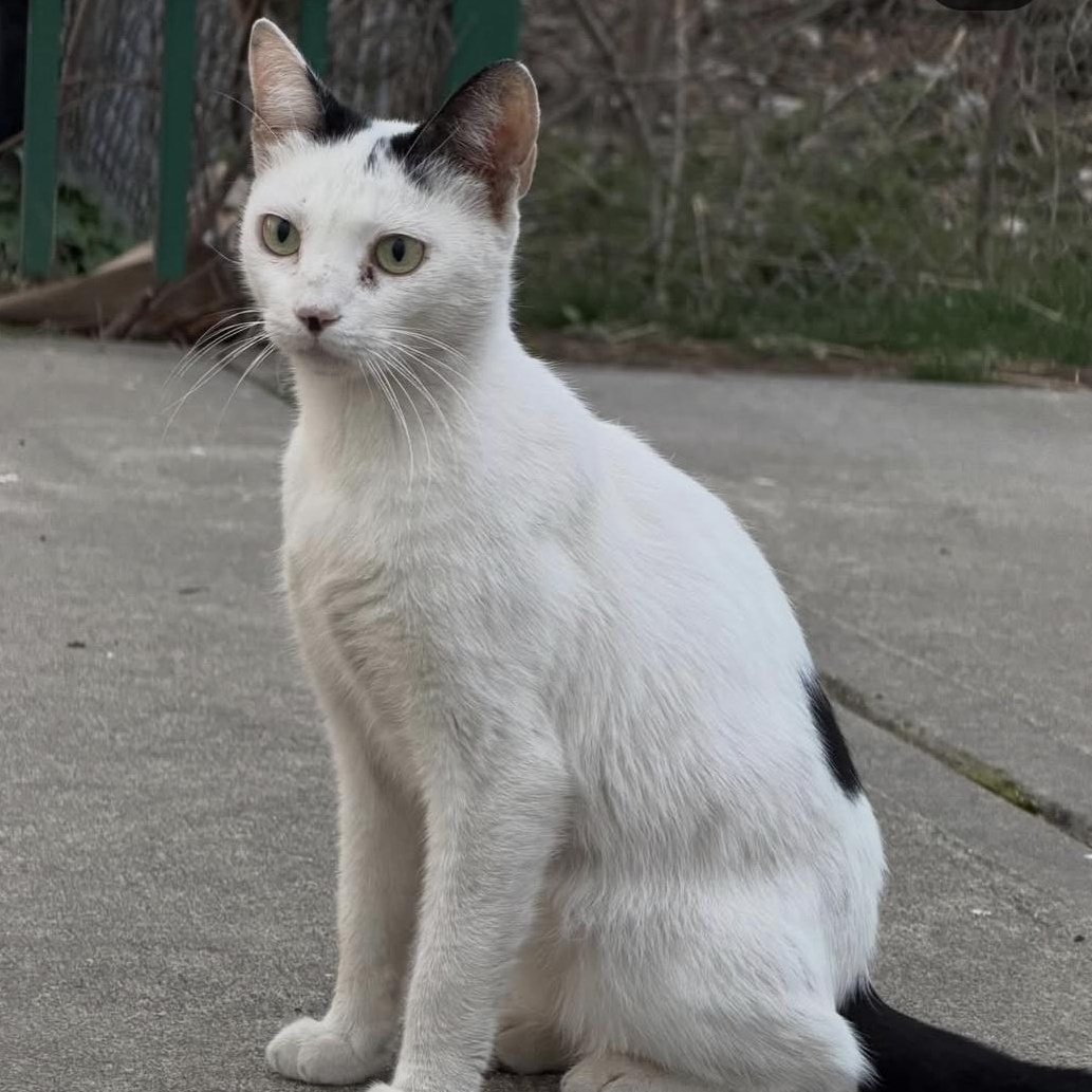 Enlarge Snowbelle, a Adoptable Tuxedo in Bayonne, NJ image 3/3