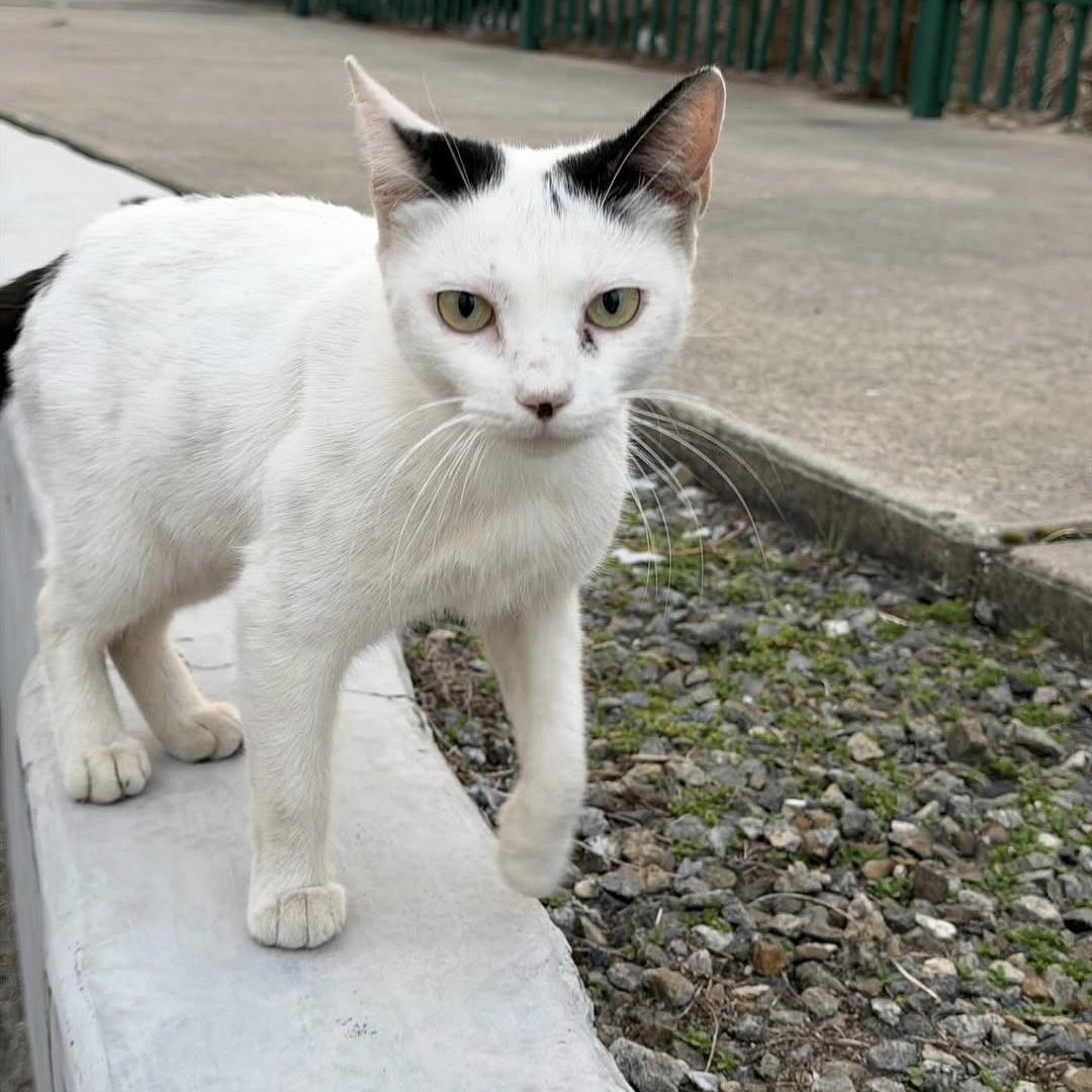 Snowbelle, Adoptable, Young Female Tuxedo.