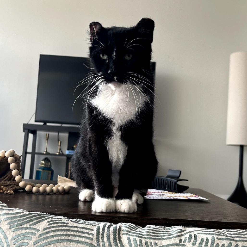 Divine, Adoptable, Senior Female Domestic Short Hair.