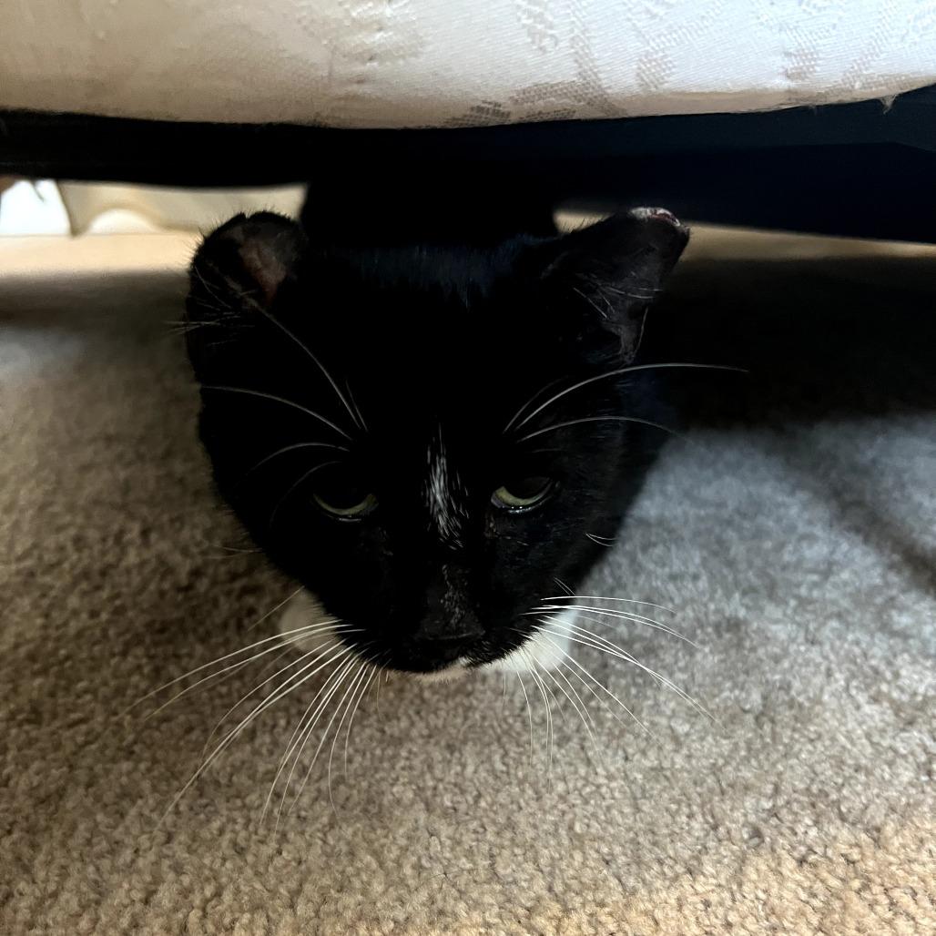 Divine, Adoptable, Senior Female Domestic Short Hair.