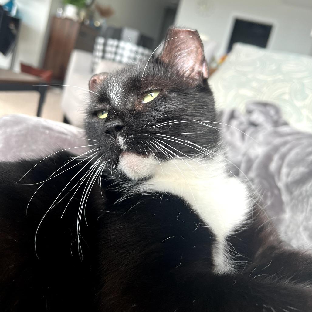 Divine, a Adoptable Domestic Short Hair in PITTSBURGH, PA image 2/6