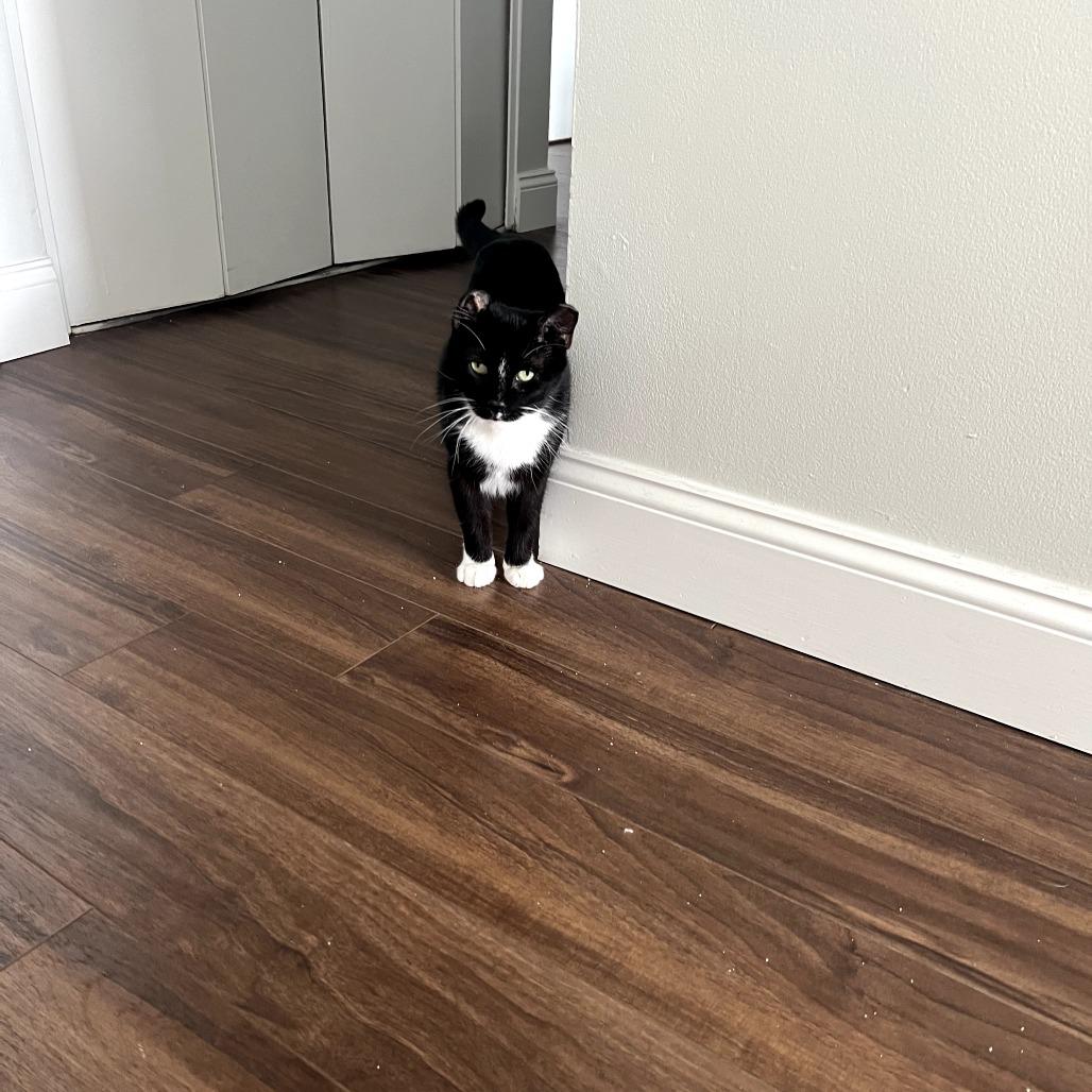 Divine, a Adoptable Domestic Short Hair in PITTSBURGH, PA image 3/6