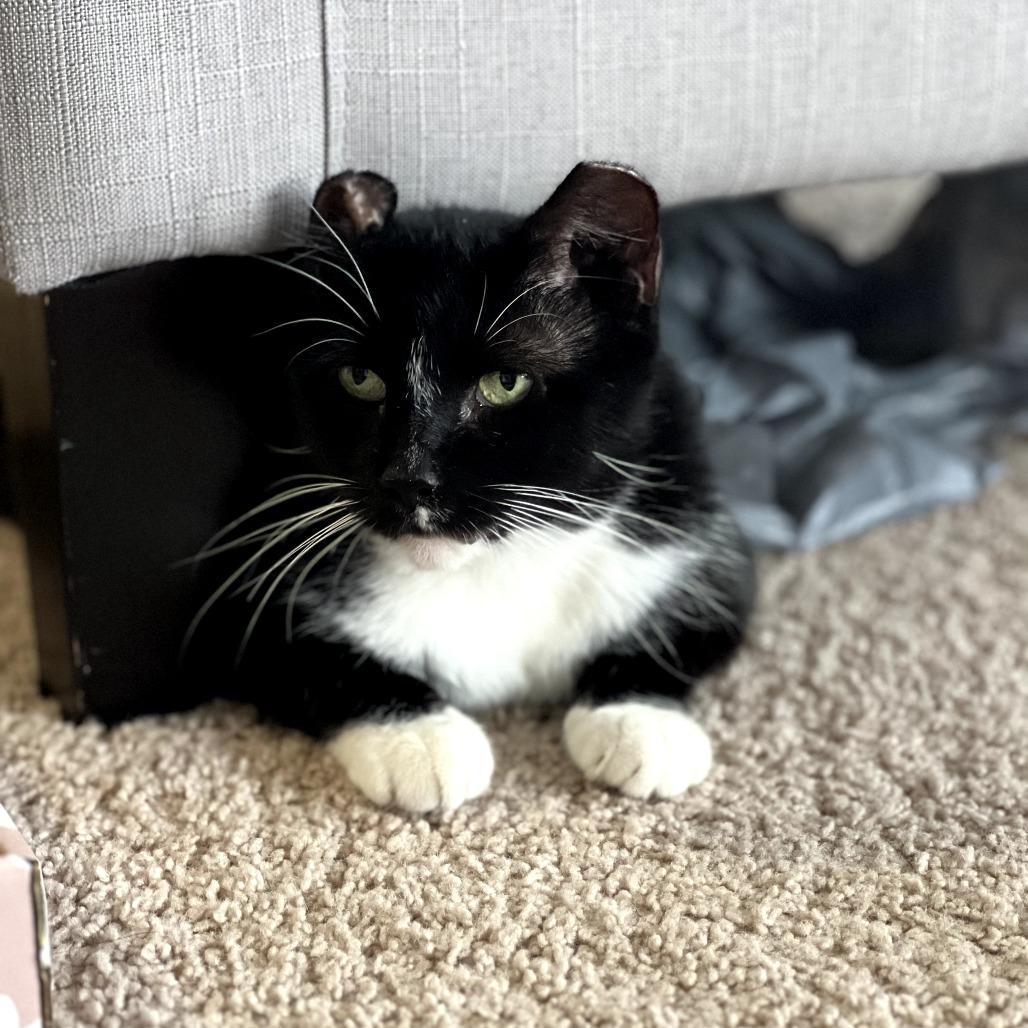 Divine, a Adoptable Domestic Short Hair in PITTSBURGH, PA image 5/6