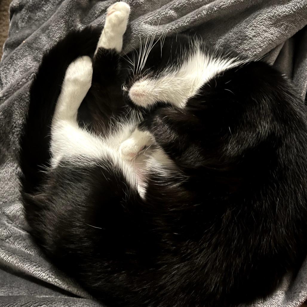 Divine, a Adoptable Domestic Short Hair in PITTSBURGH, PA image 6/6