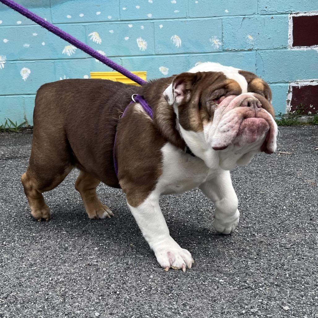 Kiara, Adoptable, Adult Female English Bulldog.