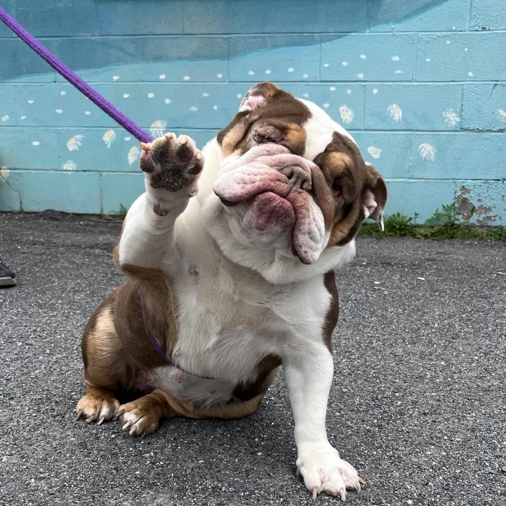 Enlarge Kiara, a Adoptable English Bulldog in Saugerties, NY image 2/3