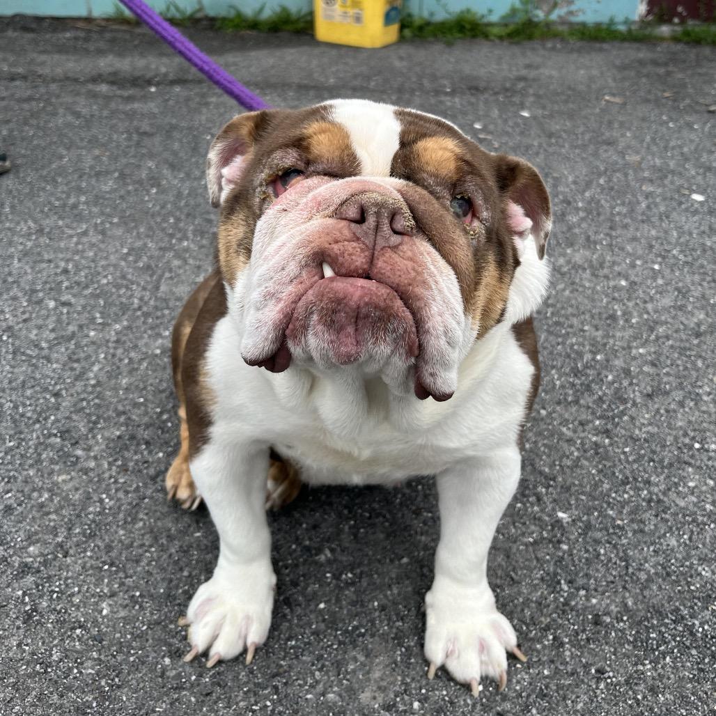 Enlarge Kiara, a Adoptable English Bulldog in Saugerties, NY image 3/3