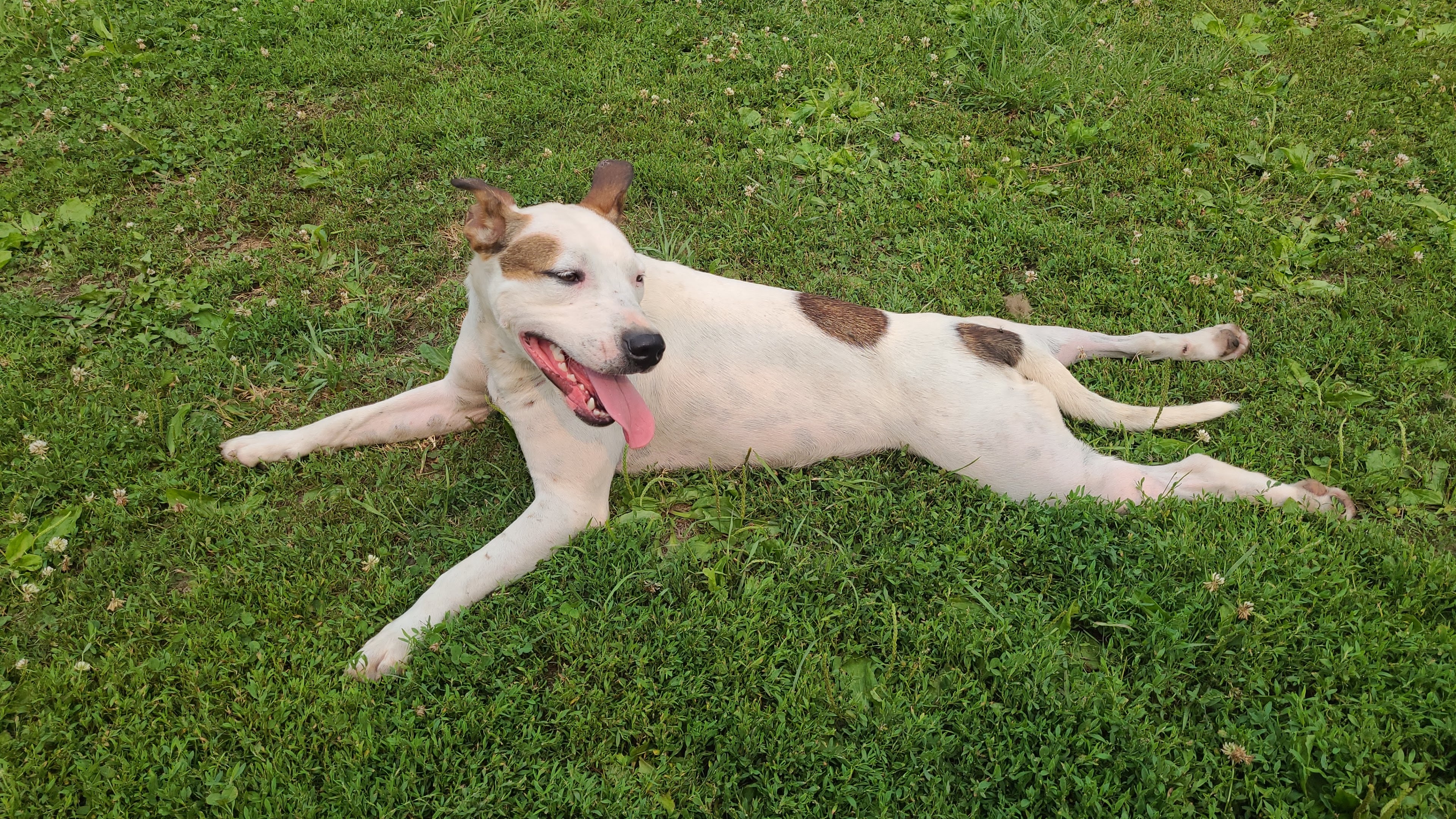 Enlarge Jo, a Adoptable Mixed Breed image 3/5