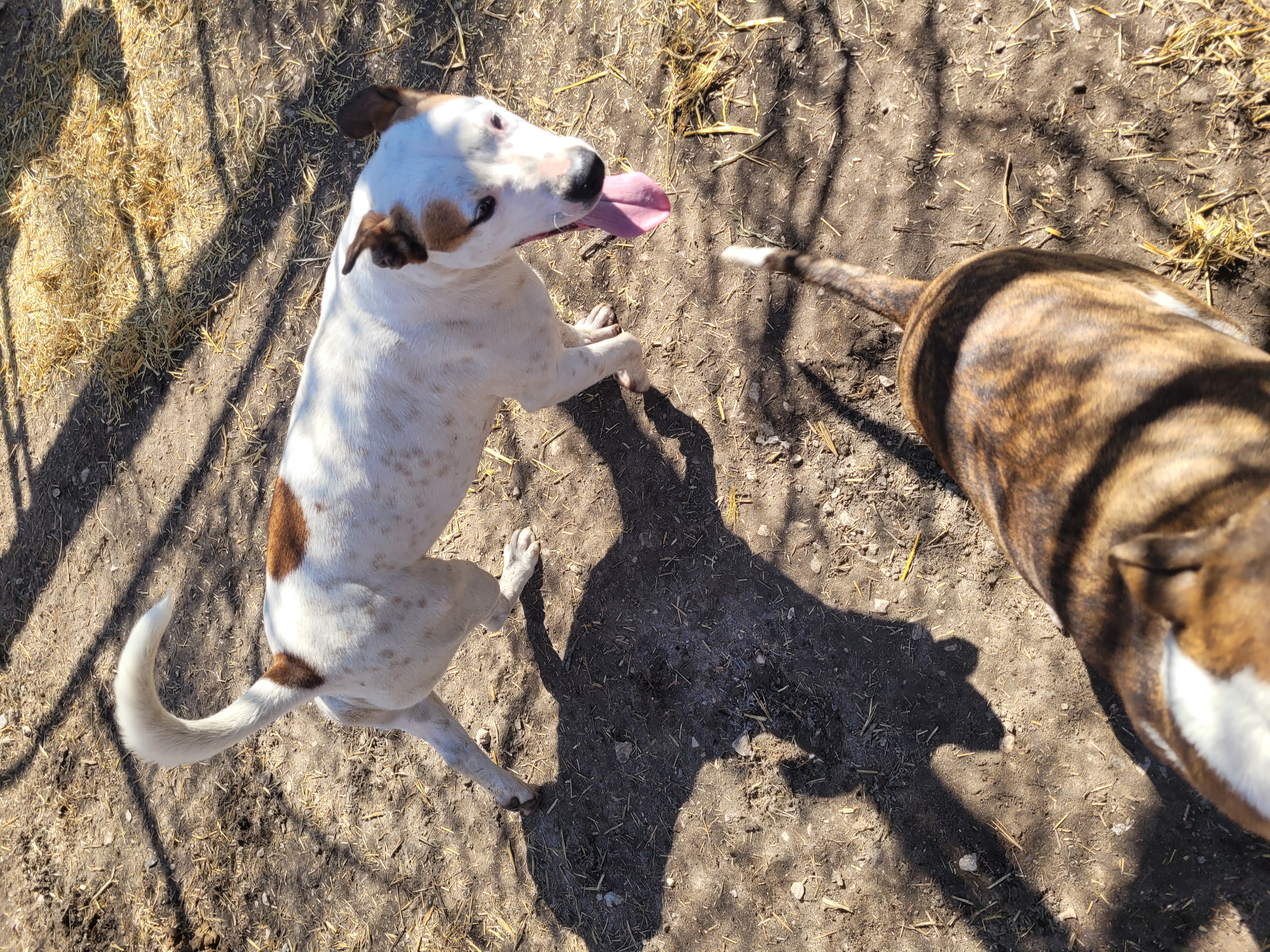 Enlarge Jo, a Adoptable Mixed Breed image 5/5