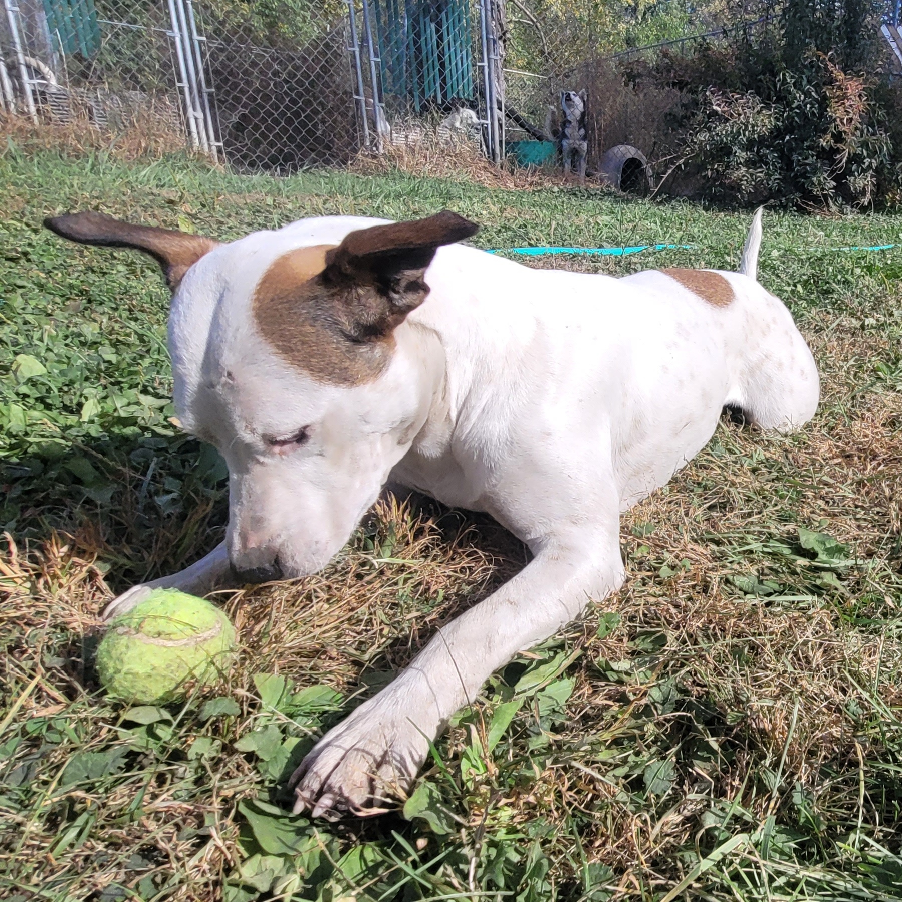 Jo, Adoptable, Young Male Mixed Breed.