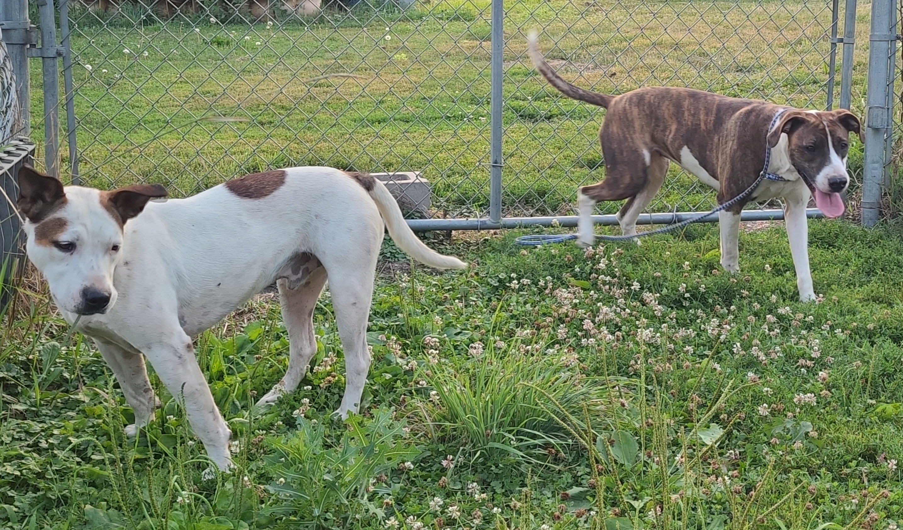 Enlarge Jo, a Adoptable Mixed Breed image 4/5