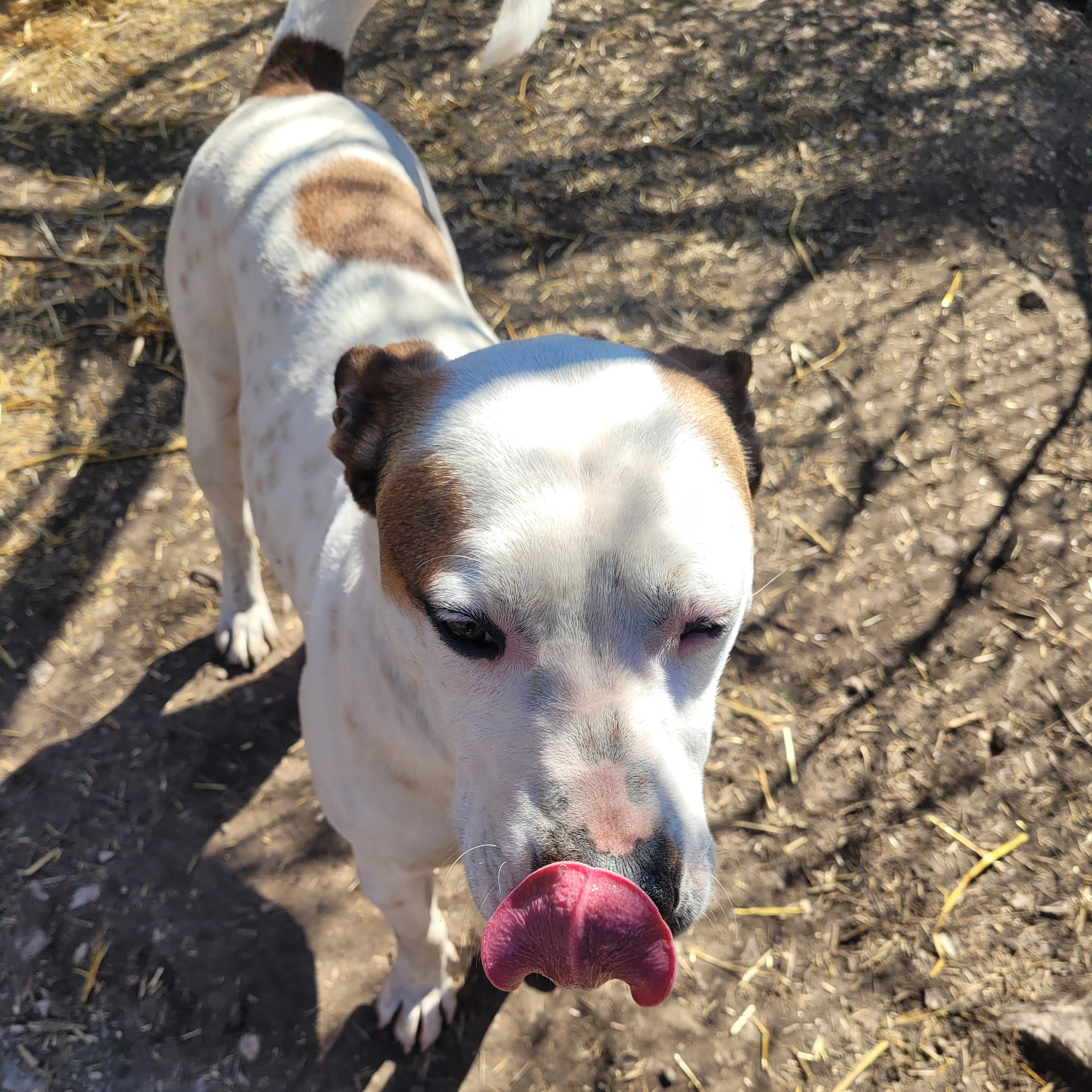 Enlarge Jo, a Adoptable Mixed Breed image 2/5