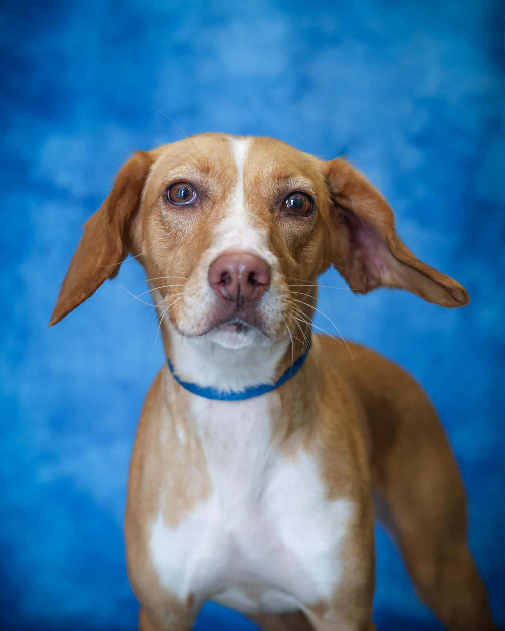 Enlarge ROBIN (0341), a ADOPTABLE mixed breed in Bridgeport, CT image 1/1