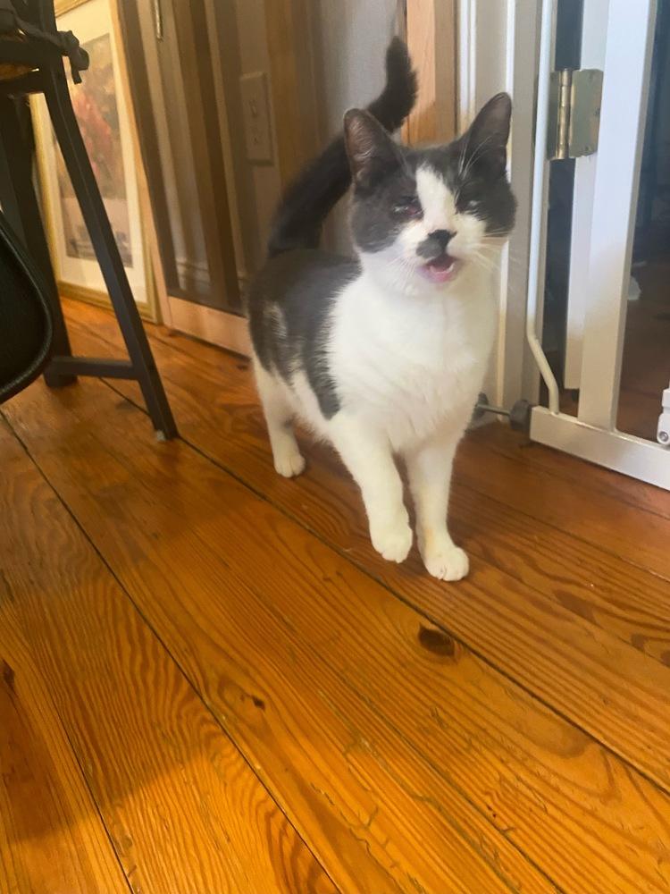 Lydia, Adopted, Young Female Domestic Short Hair.