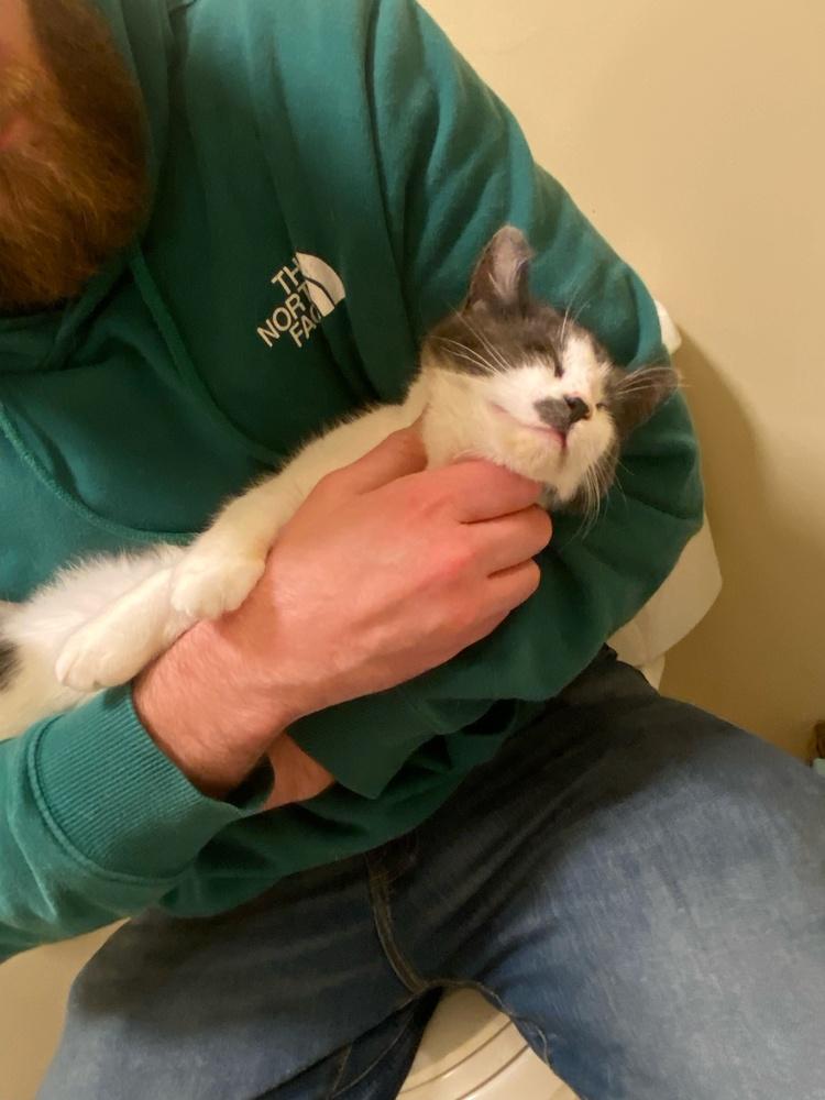 Enlarge Lydia, a Adopted Domestic Short Hair in Youngsville, NC image 2/2