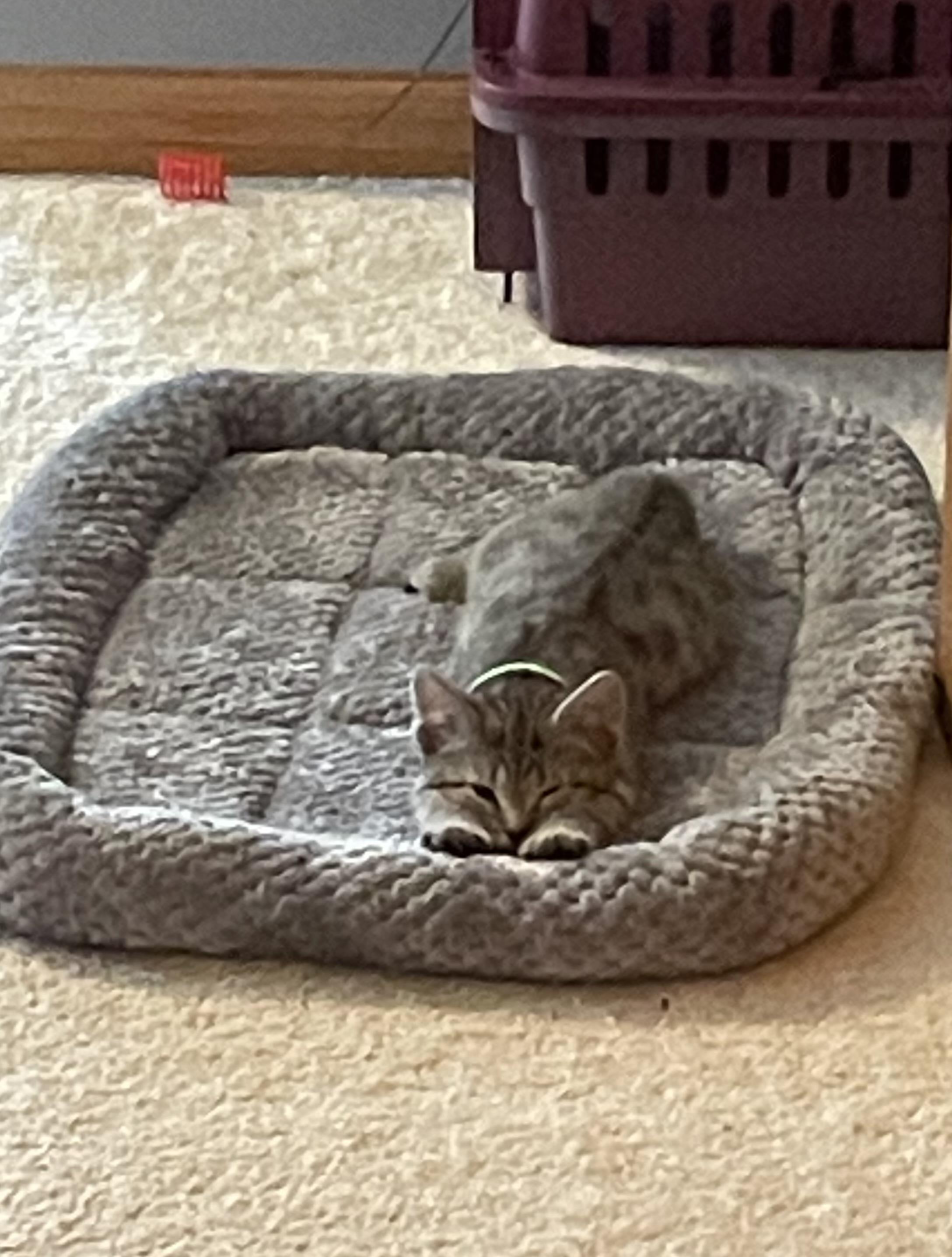 Enlarge Stardust, a Adoptable Domestic Short Hair in Mineral Point, WI image 2/6
