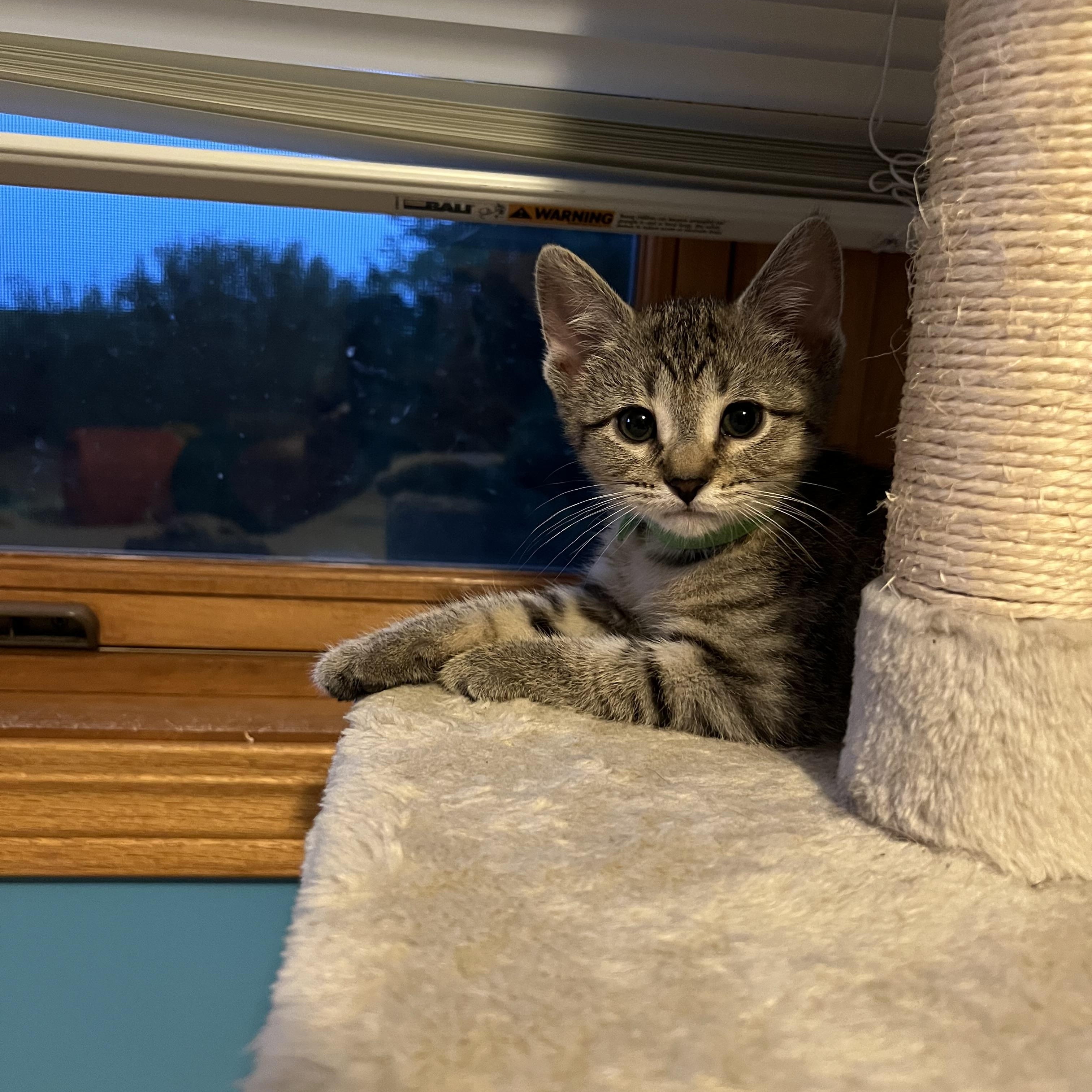 Enlarge Stardust, a Adoptable Domestic Short Hair in Mineral Point, WI image 3/6