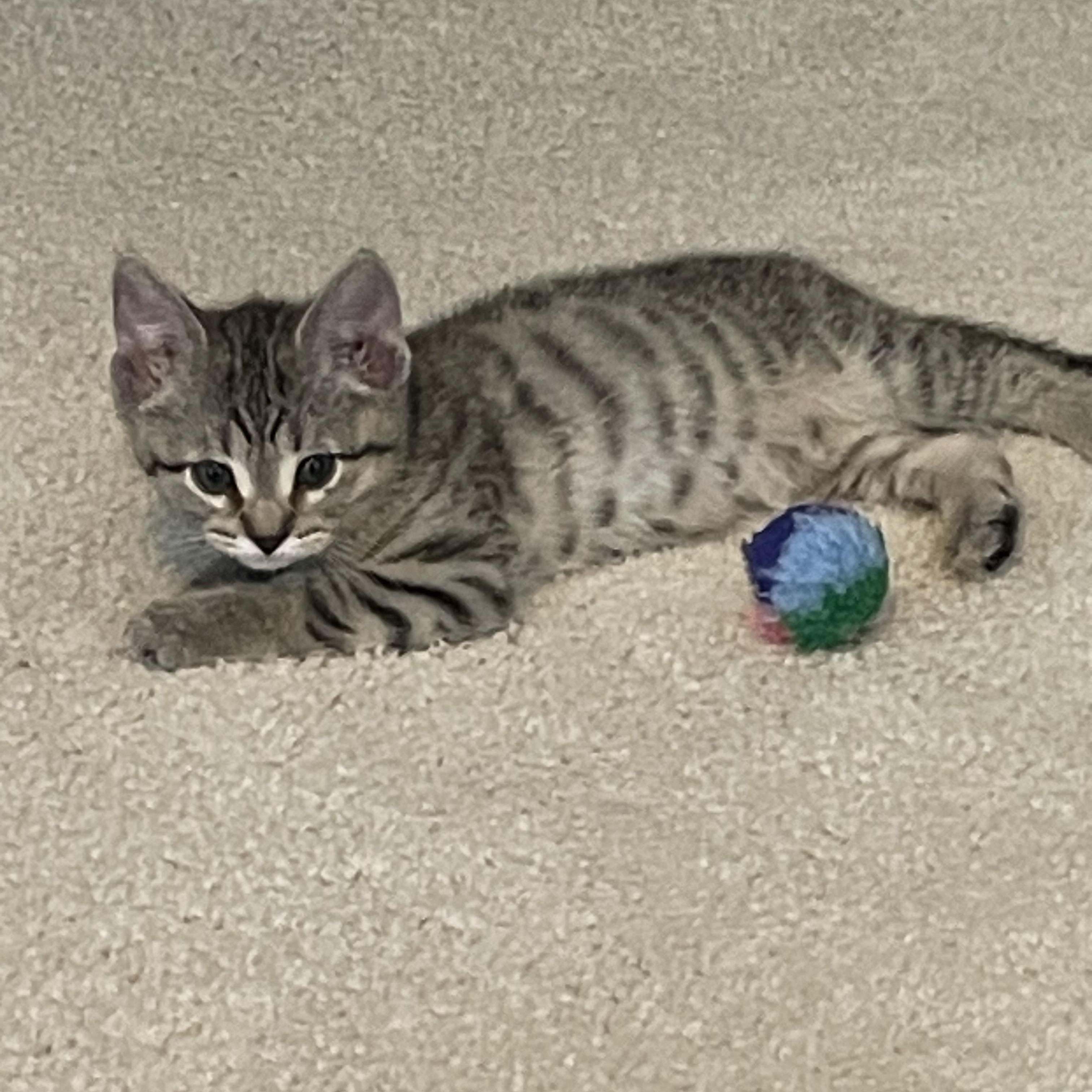Enlarge Stardust, a Adoptable Domestic Short Hair in Mineral Point, WI image 5/6