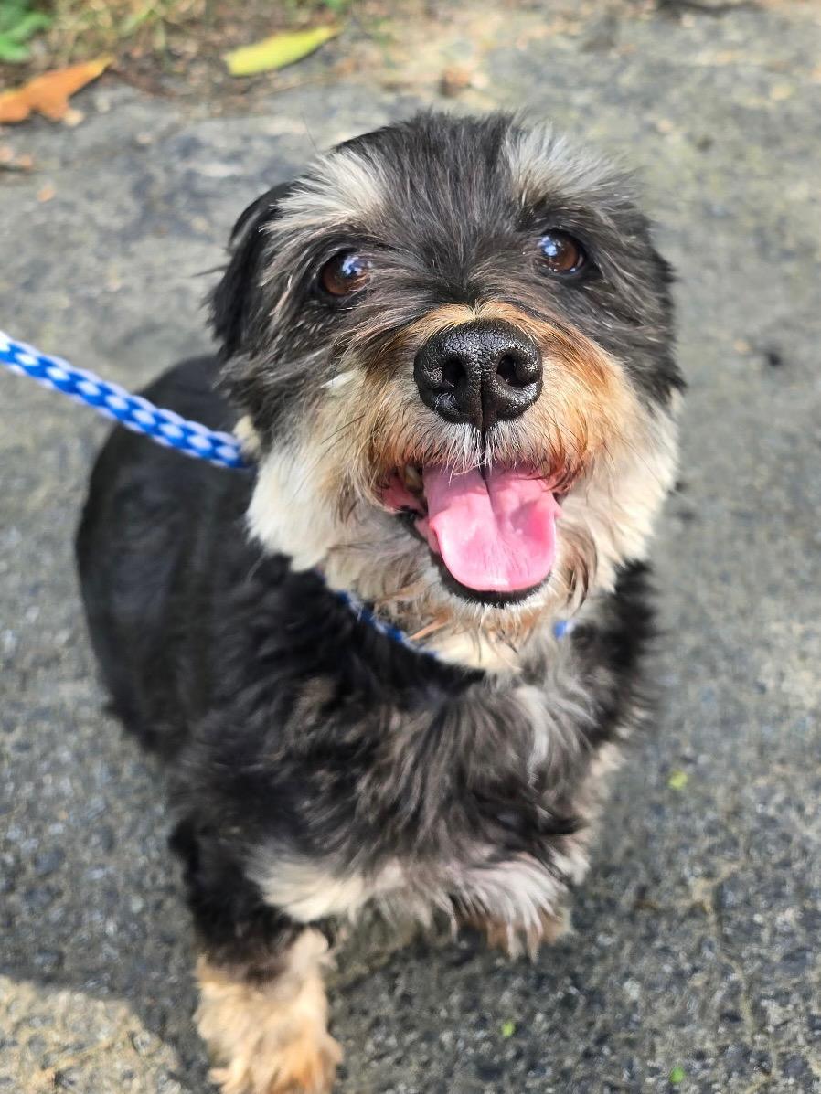 Enlarge LeeLoo and Pepper (bonded pair), a Adoptable mixed breed in Lambertville, NJ image 1/6