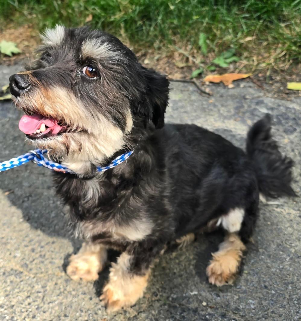 Enlarge LeeLoo and Pepper (bonded pair), a Adoptable mixed breed in Lambertville, NJ image 5/6