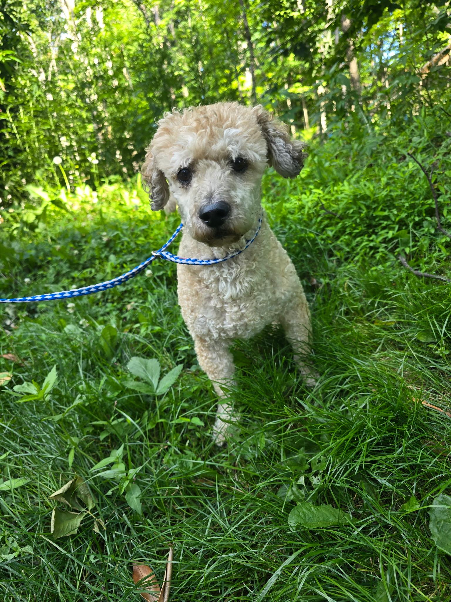 Enlarge LeeLoo and Pepper (bonded pair), a Adoptable mixed breed in Lambertville, NJ image 4/6
