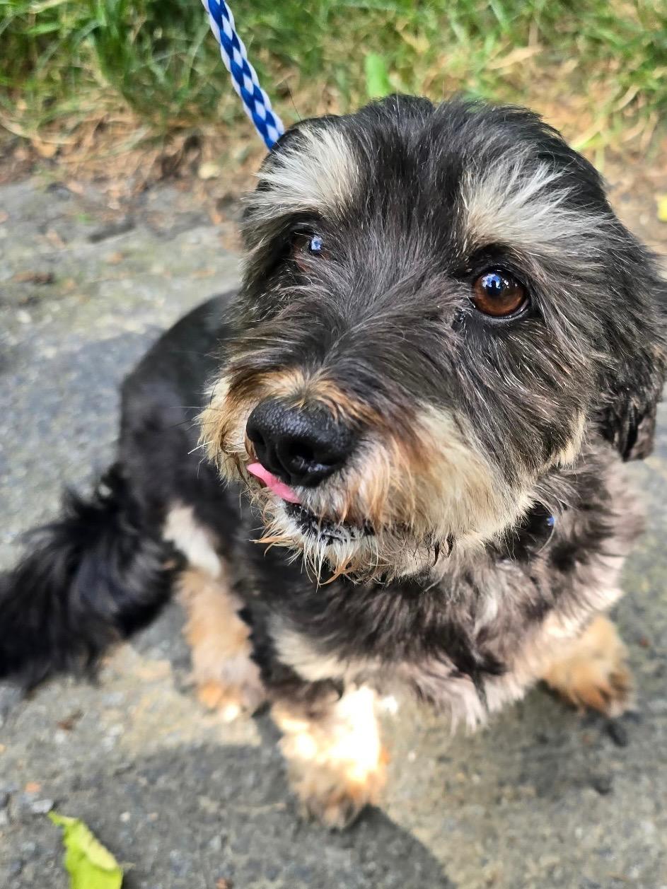 Enlarge LeeLoo and Pepper (bonded pair), a Adoptable mixed breed in Lambertville, NJ image 3/6