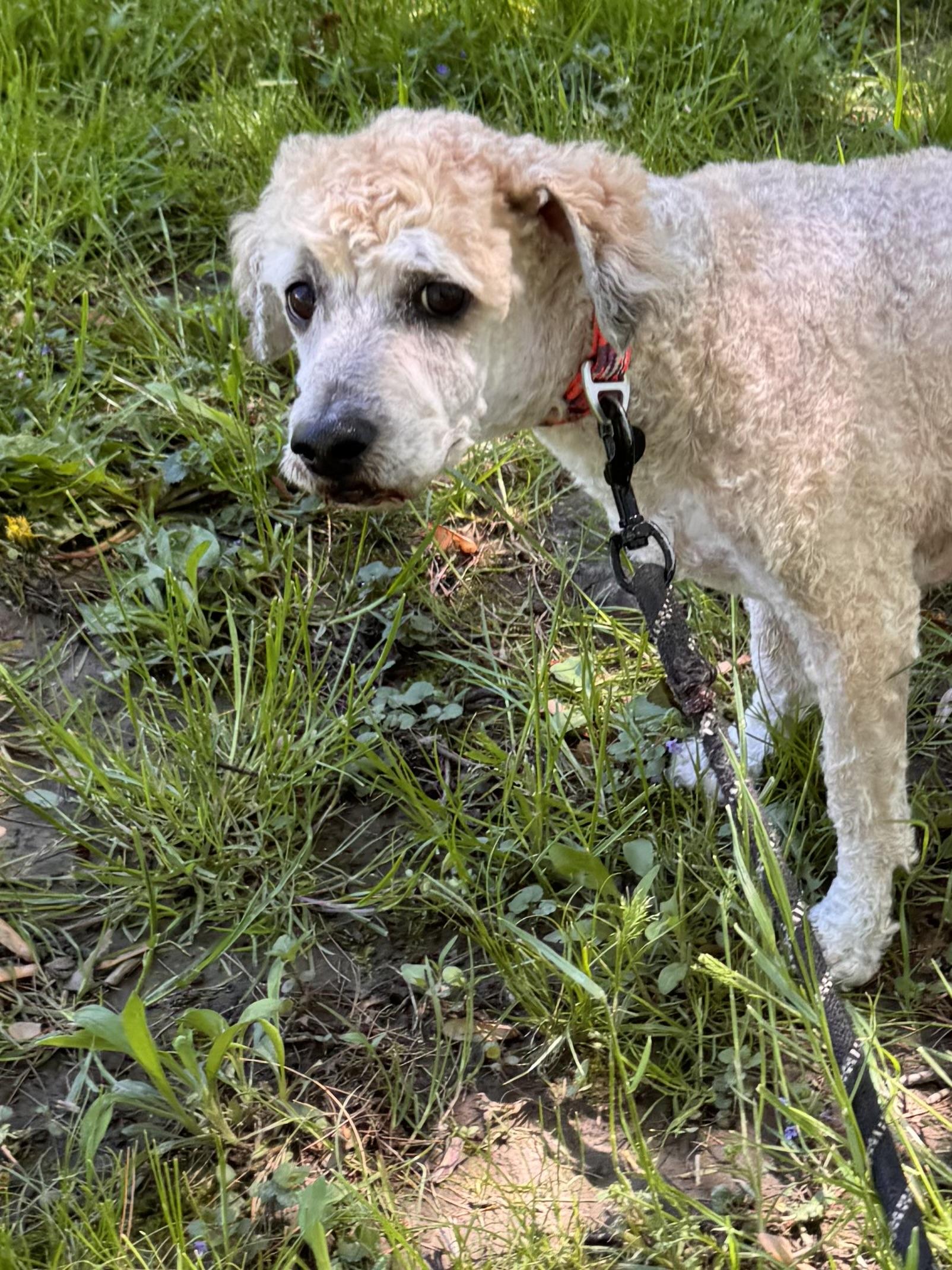 Enlarge LeeLoo and Pepper (bonded pair), a Adoptable mixed breed in Lambertville, NJ image 2/6