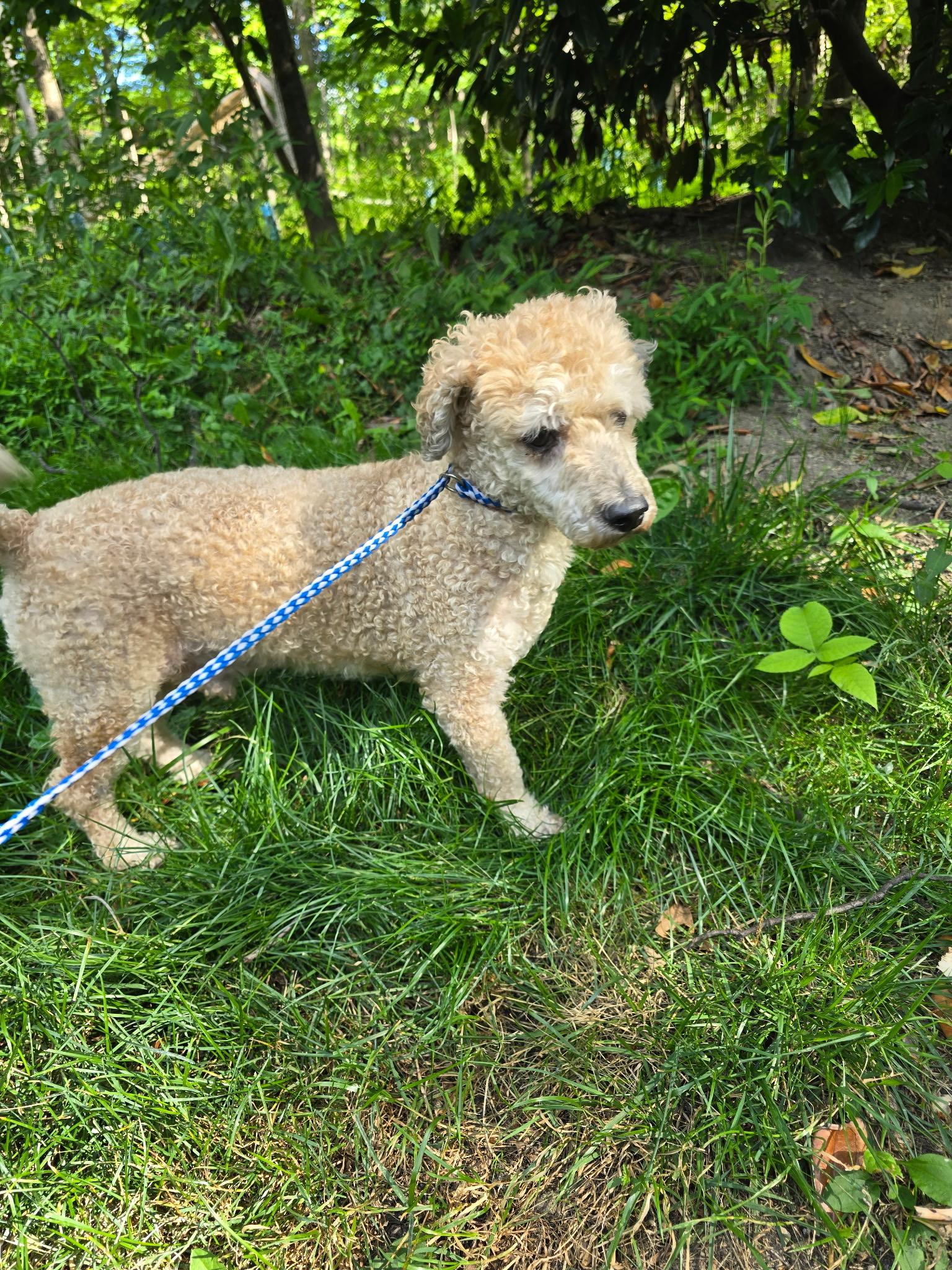Enlarge LeeLoo and Pepper (bonded pair), a Adoptable mixed breed in Lambertville, NJ image 6/6