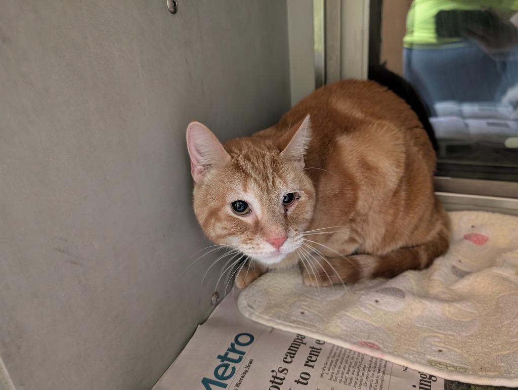 Cheese, Adoptable, Adult Male Domestic Short Hair.