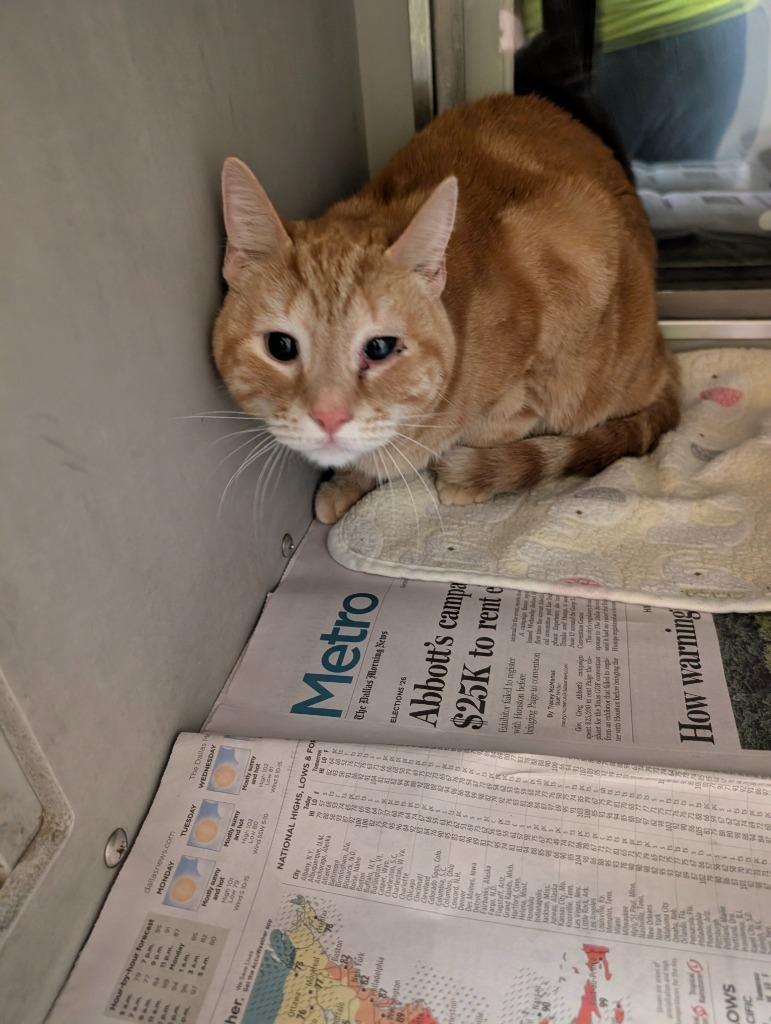 Enlarge Cheese, a Adoptable mixed breed in Rowlett, TX image 3/4