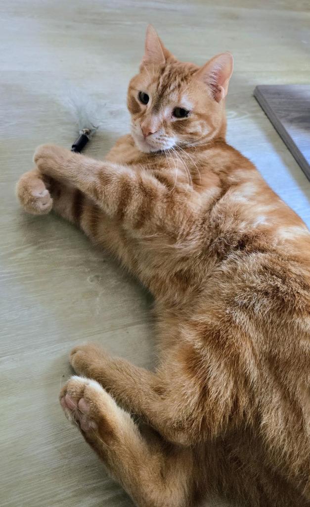 Enlarge Cheese, a Adoptable mixed breed in Rowlett, TX image 4/4