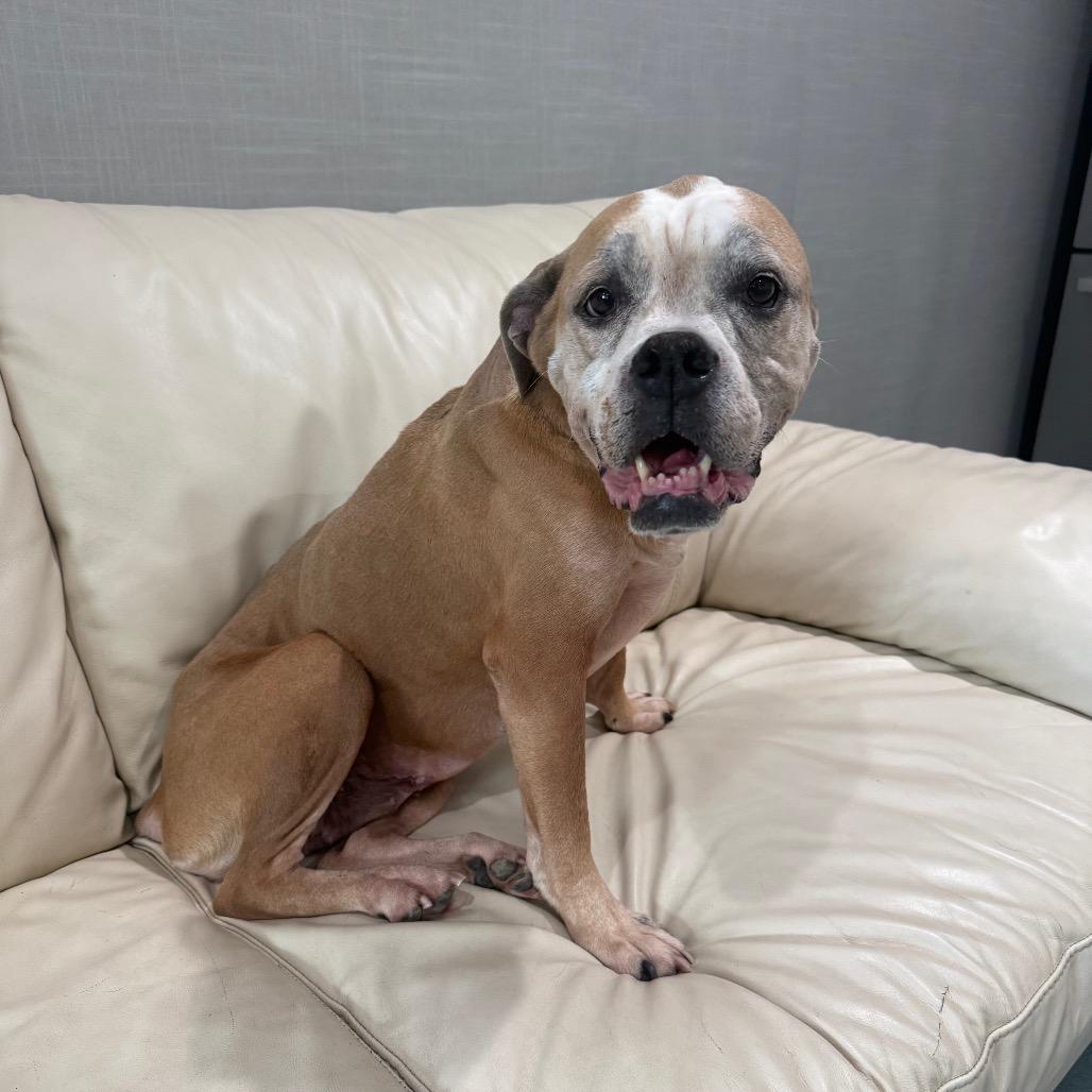 Faye, Adoptable, Adult Female Boxer & Mixed Breed.