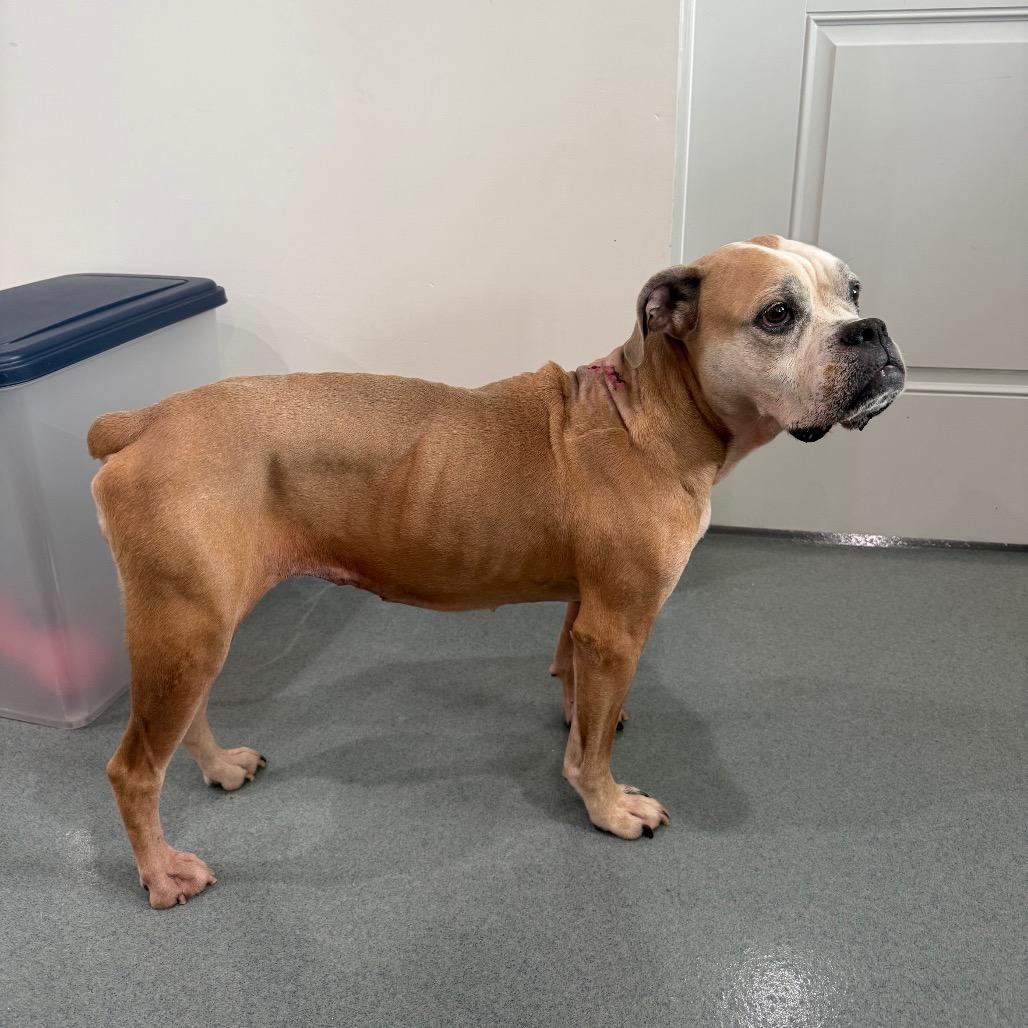 Enlarge Faye, a Adoptable mixed breed in Bradenton, FL image 3/4
