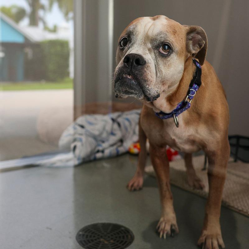 Enlarge Faye, a Adoptable mixed breed in Bradenton, FL image 4/4