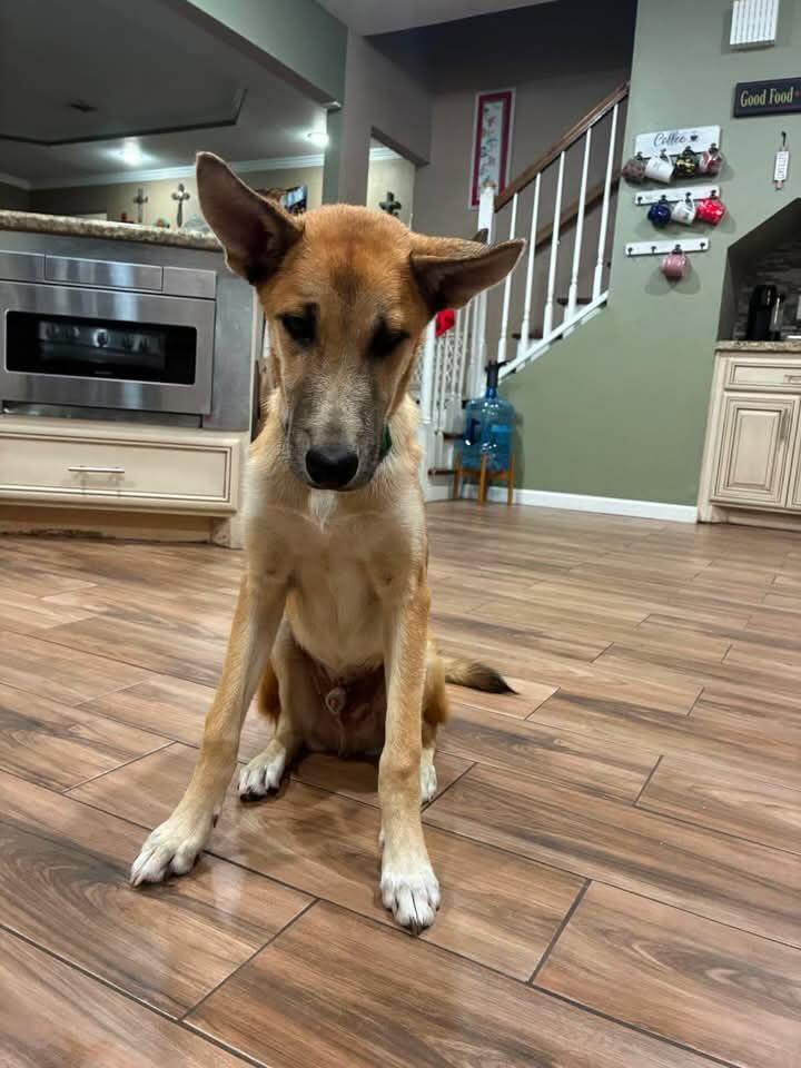 Morty, a Adoptable mixed breed in Sugar Land, TX image 3/5